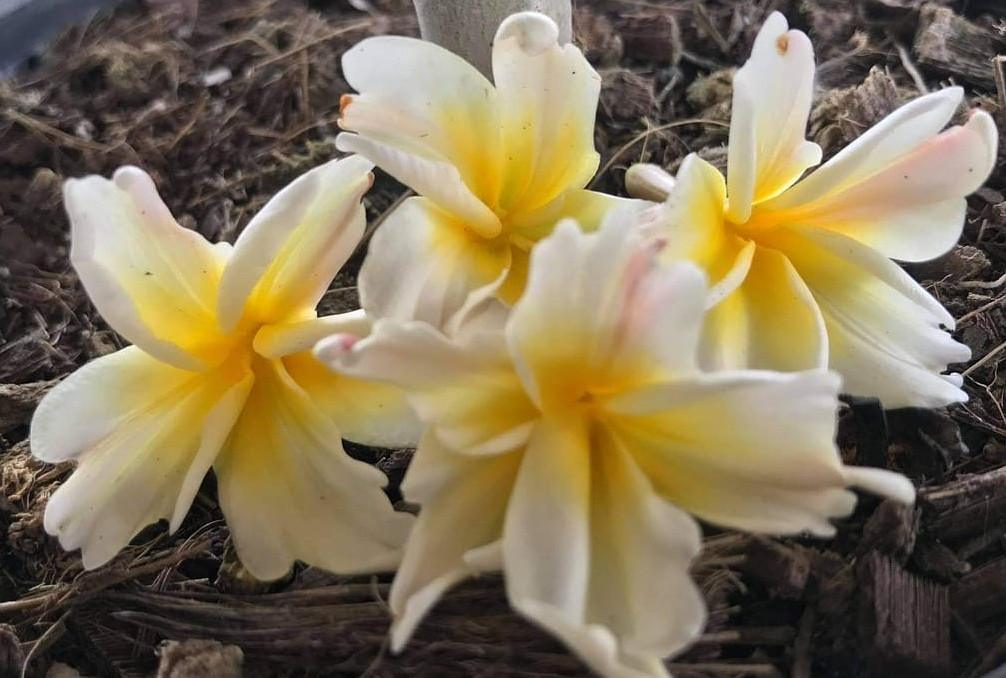 Plumeria rubra "Tinkerbell"
