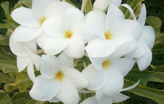 Plumeria rubra "Variegated Arrow"