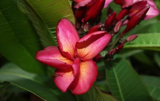 Plumeria rubra "Violet Jaded Dragon"