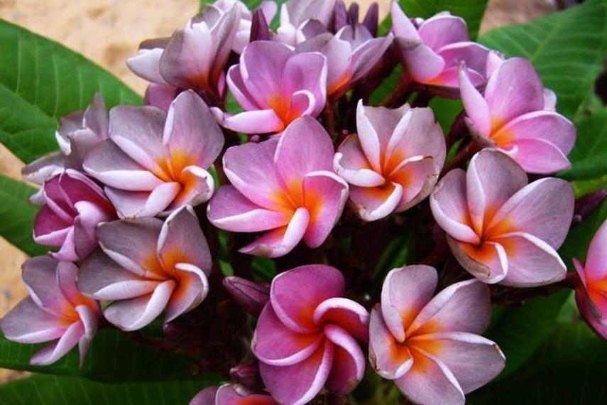 Plumeria rubra "Violet Queen"
