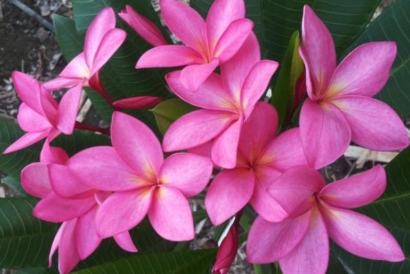 Plumeria rubra "Volcano"
