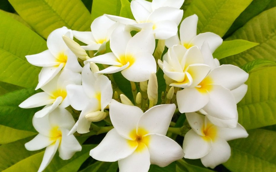 Plumeria rubra "White Gold"