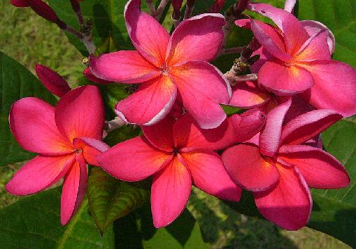 Plumeria rubra "Wild Pink"