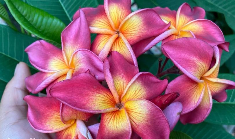 Plumeria rubra "Yala 2"