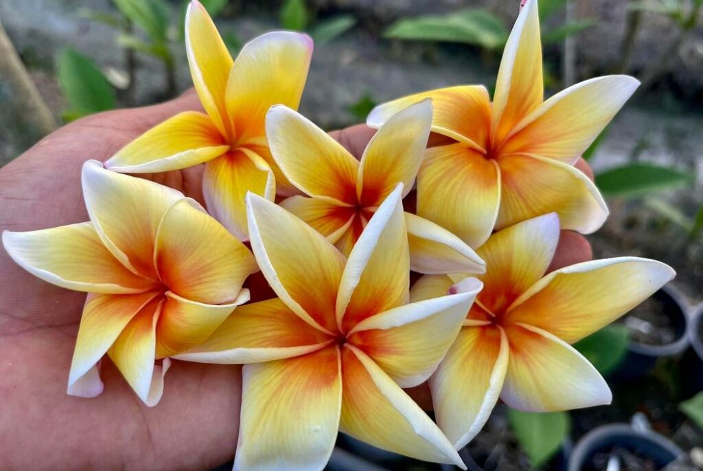 Plumeria rubra "Yellow Phanakorn"