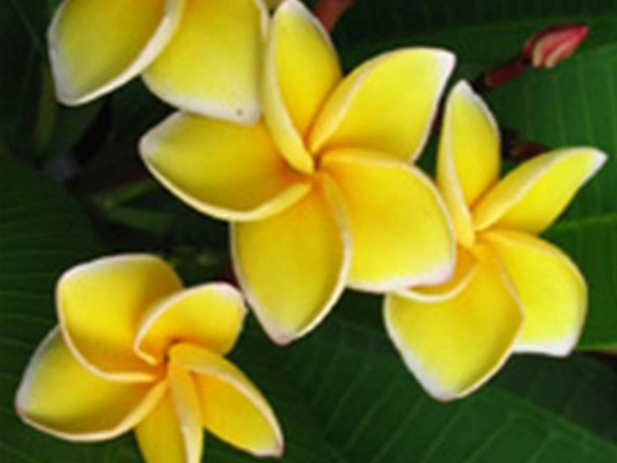 Plumeria rubra "Yellow Sirimongkon"