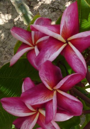 Plumeria rubra "Zanzibar"