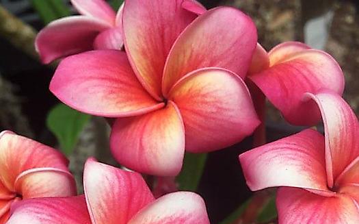 Plumeria rubra "Bayeaux"