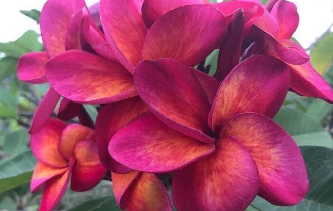 Plumeria rubra "Arungan"