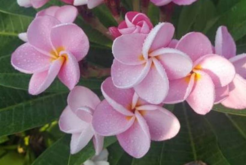 Plumeria rubra "Bella Vista"
