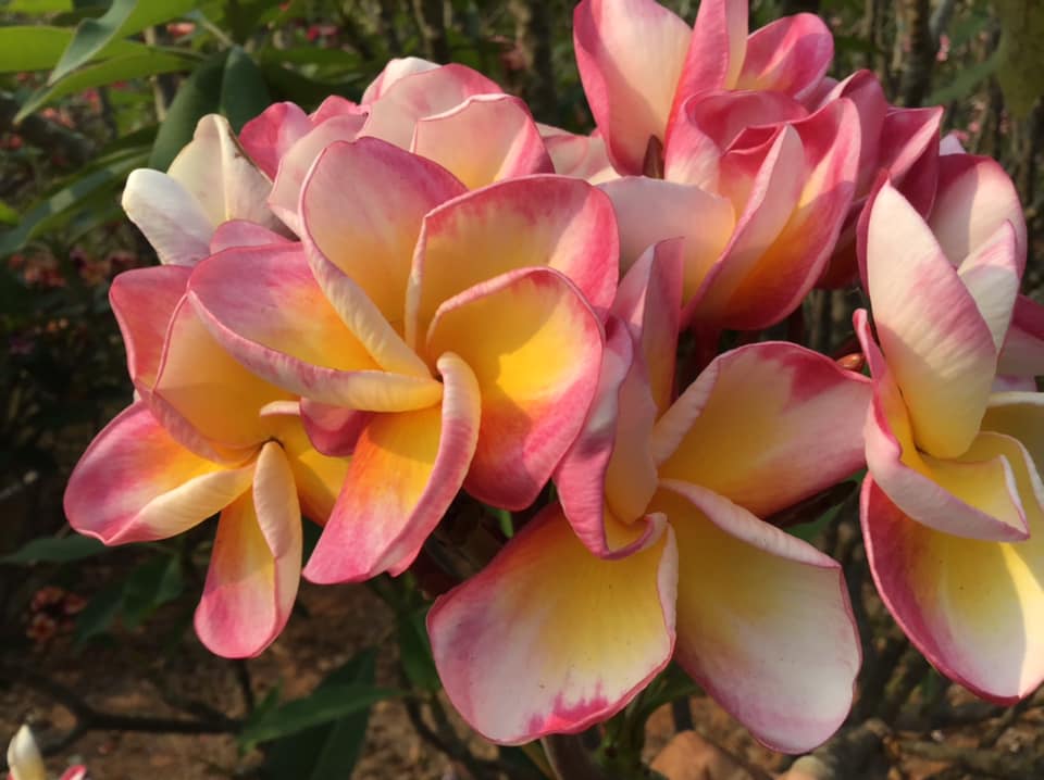 Plumeria rubra "Candy Lemon"