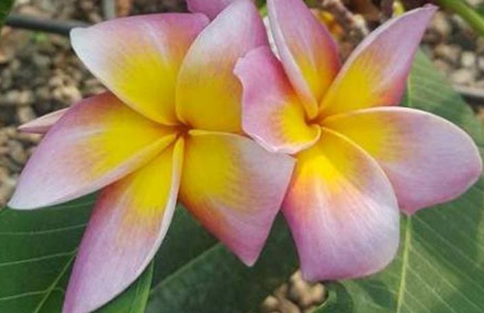 Plumeria rubra "Diana"