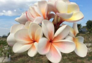 Plumeria rubra "Dwarf Duang Suree"