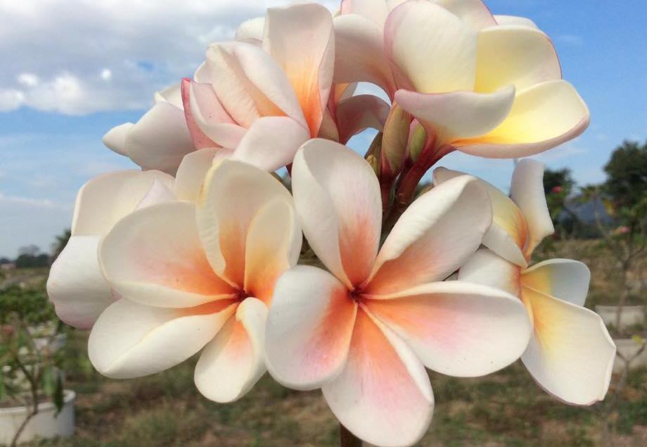 Plumeria rubra "Dwarf Duang Suree"