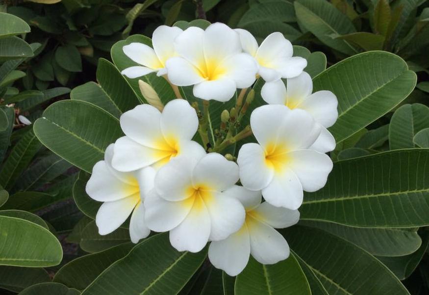 Plumeria rubra "Dwarf Singapore White"