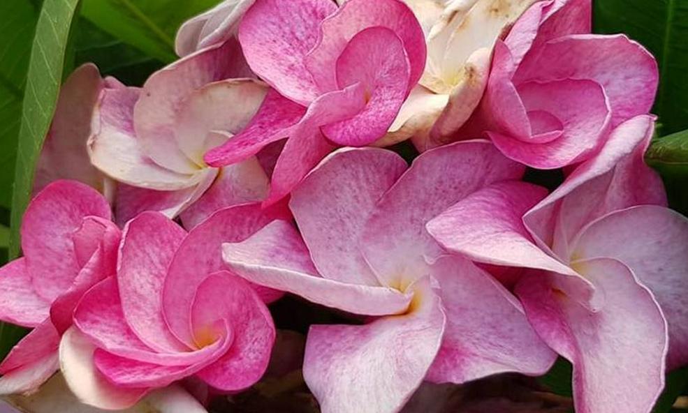 Plumeria rubra "Golden Bell"