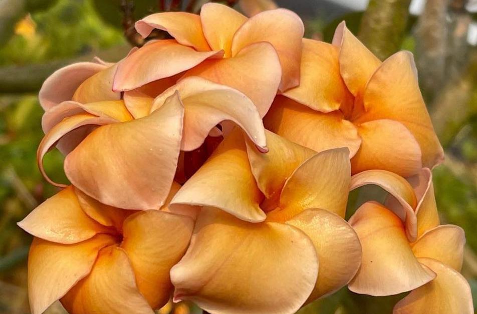 Plumeria rubra "Heirloom"