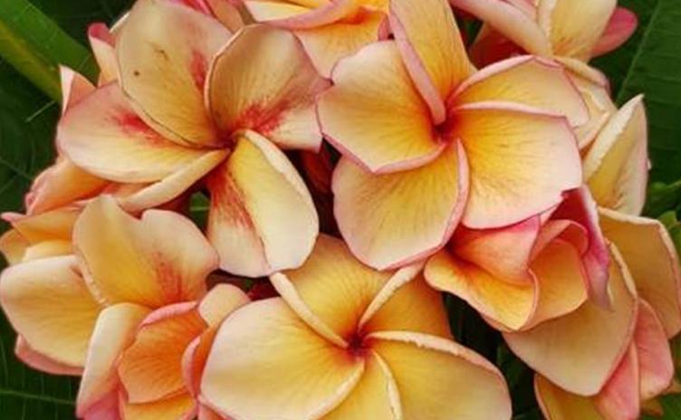Plumeria rubra "Karmaiden"