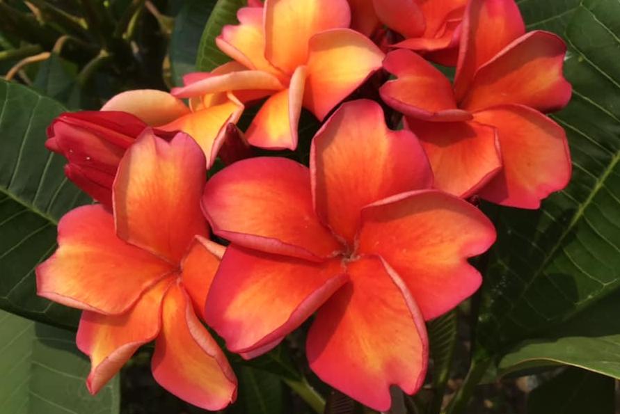 Plumeria rubra "Karmaiden"