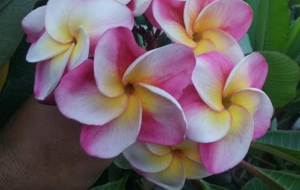 Plumeria rubra "Kaset Sin"