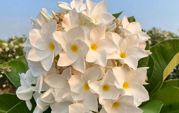 Plumeria obtusa "Isabella"