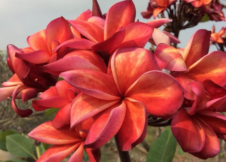 Plumeria rubra "Orange Caramel"