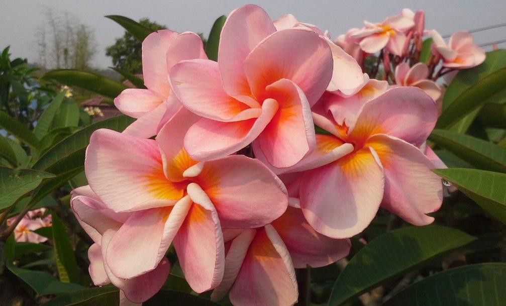 Plumeria rubra "Orathai Pink"