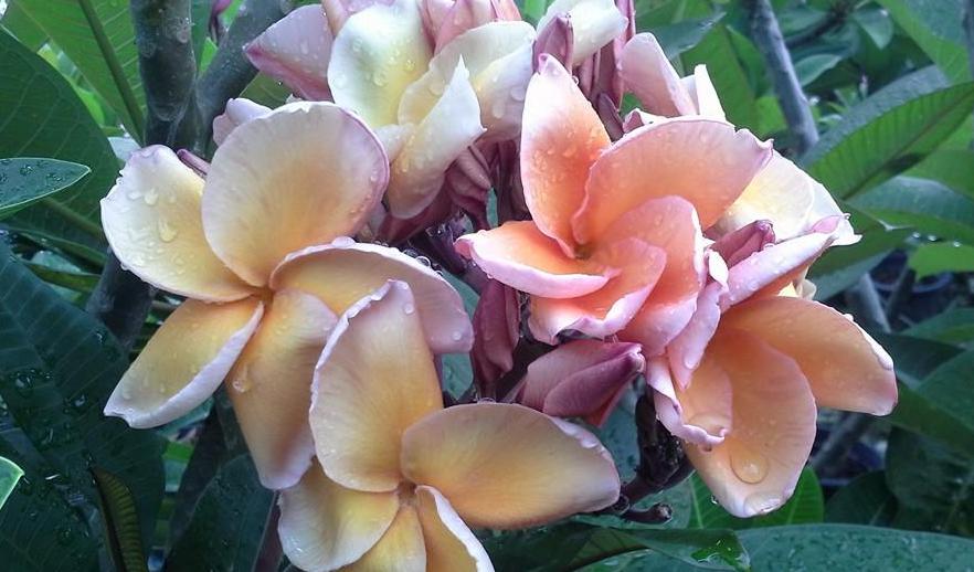 Plumeria rubra "Paramino"