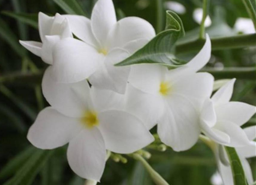 Plumeria Pudica