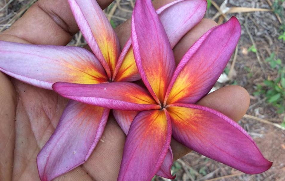 Plumeria rubra "Purple Rainbow"