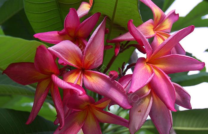Plumeria rubra "Purple Rainbow"