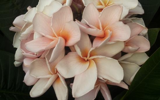 Plumeria rubra "Rung Sirichoke"