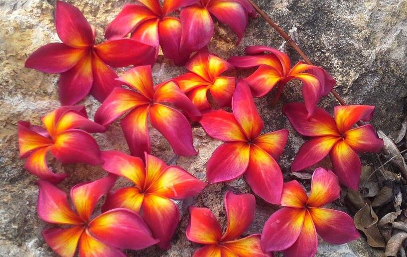 Plumeria rubra "Thai Mango Blush"