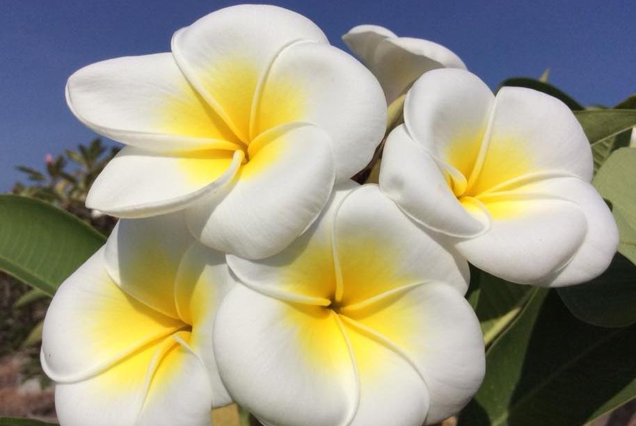 Plumeria rubra "Acutifolia"