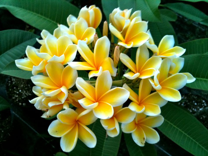 Plumeria rubra "Afrique"