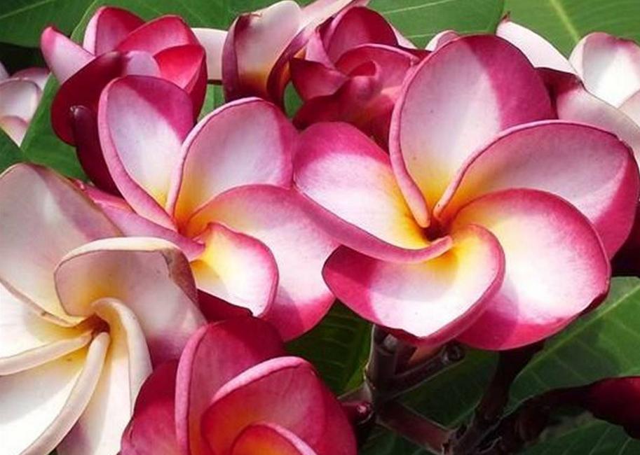 Plumeria rubra "Danai Delight"