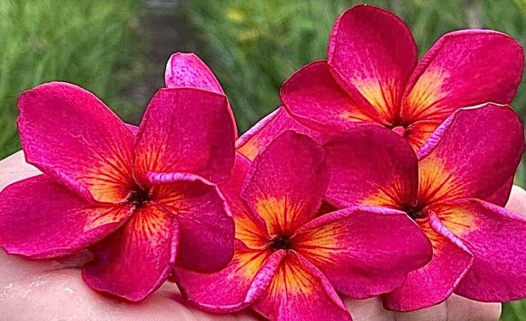 Plumeria rubra "Fuji Sunset"