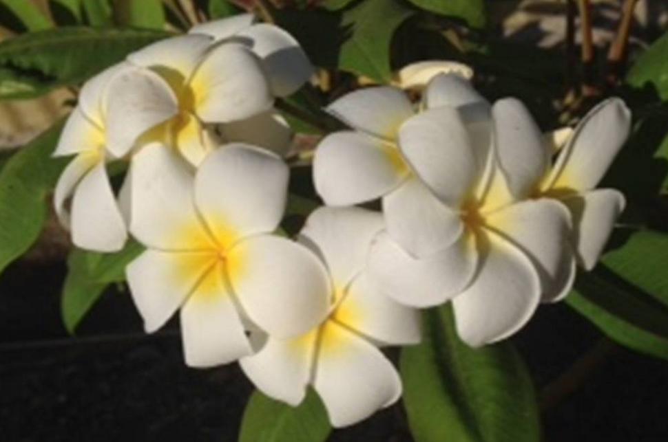 Plumeria rubra "Heaven"