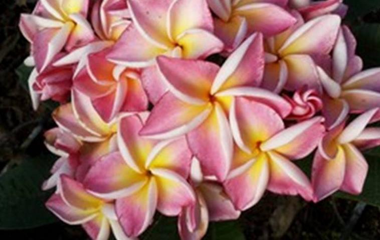 Plumeria rubra "J23"