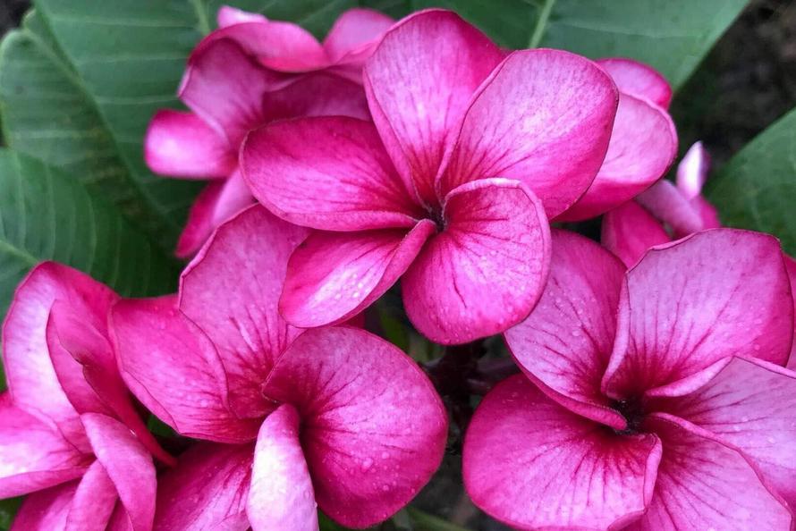 Plumeria rubra "Pattaya Beach"