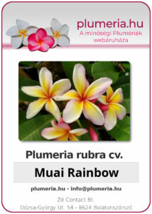 Plumeria rubra - Muai Rainbow.