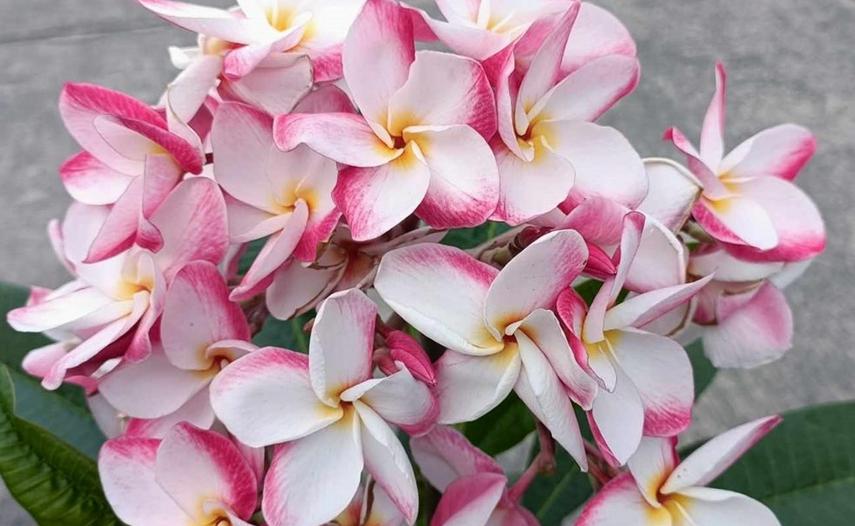 Plumeria rubra "Sao Pathum"