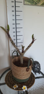 Plumeria rubra „Cabaret” #3926