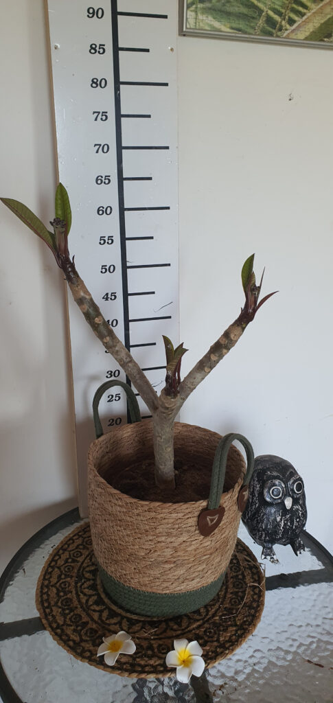 Plumeria rubra „Cabaret” #3926