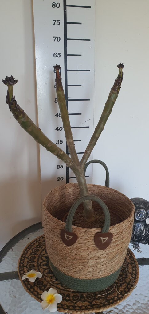 Plumeria rubra „California Sunset” #3942