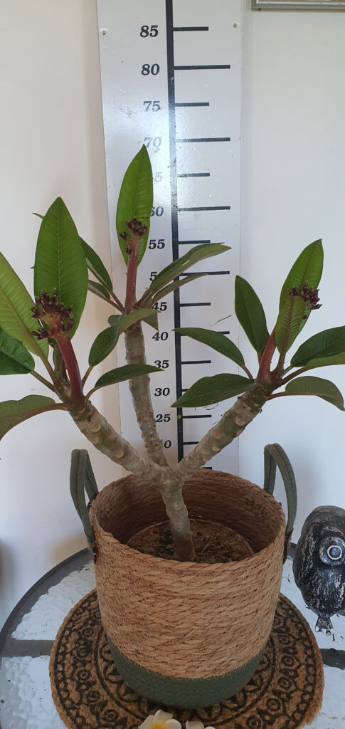 Plumeria rubra „Divine” #4031