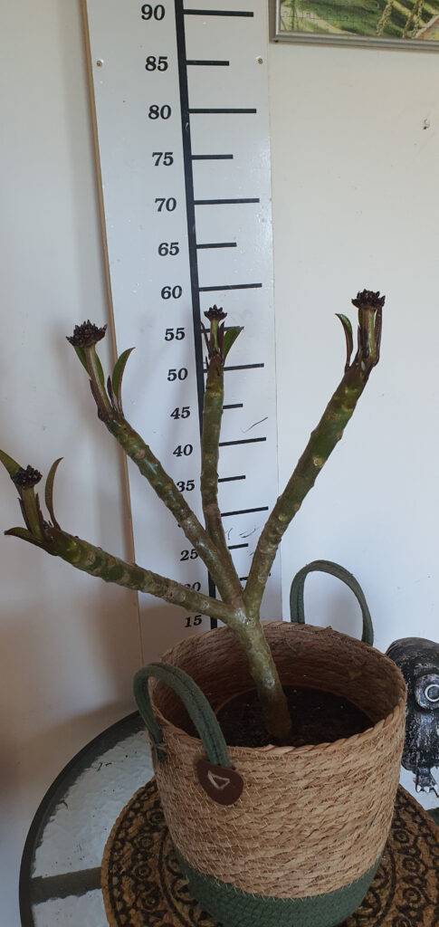 Plumeria rubra „California Sunset” #4037