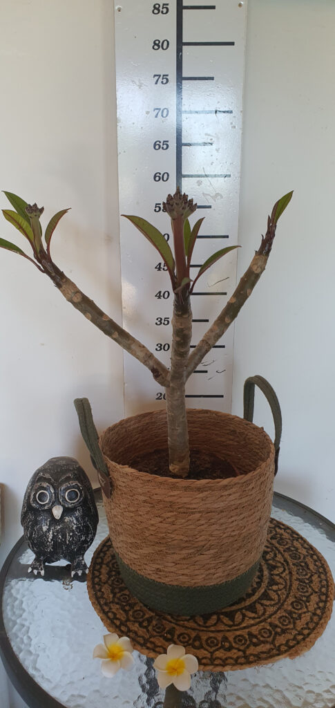 Plumeria rubra „Cabaret” #4095