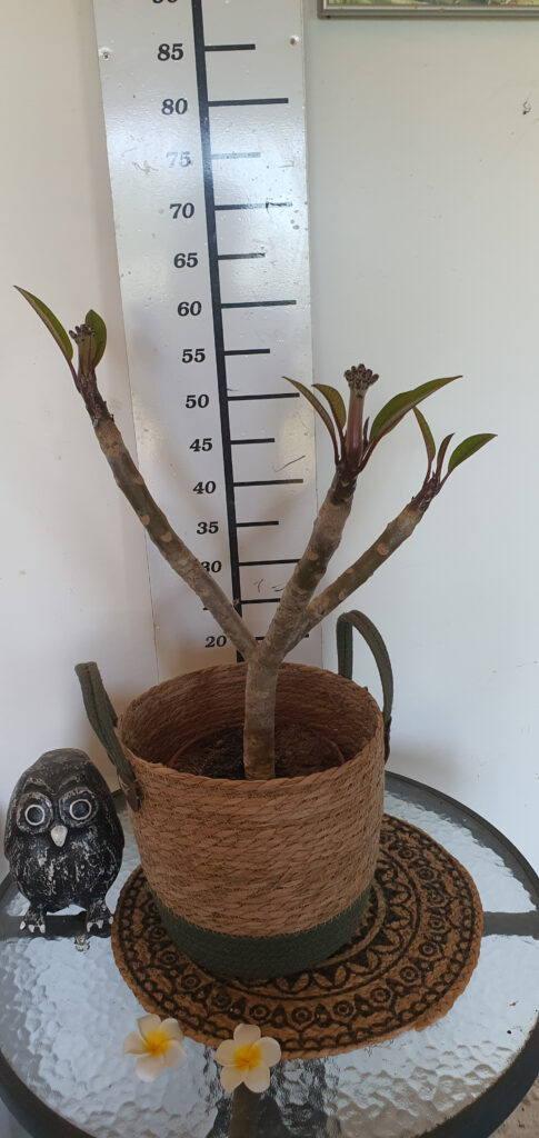Plumeria rubra „Cabaret” #4096