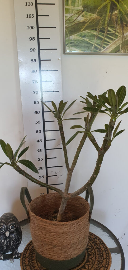 Plumeria obtusa „Dwarf Singapore Pink” #4108